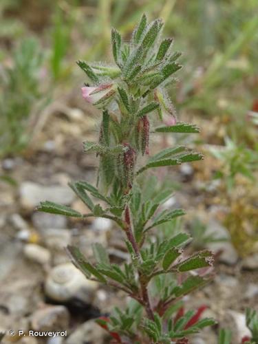 <i>Ononis reclinata</i> L., 1763 © P. Rouveyrol