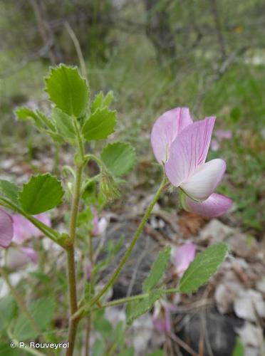 <i>Ononis rotundifolia</i> L., 1753 © P. Rouveyrol