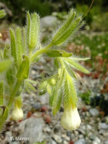 <i>Onosma helvetica</i> (A.DC.) Boiss., 1849 © 