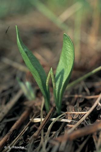 <i>Ophioglossum azoricum</i> C.Presl, 1845 © S. Filoche