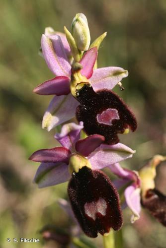 <i>Ophrys bertolonii</i> Moretti, 1823 © S. Filoche