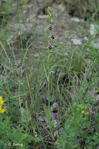 <i>Ophrys conradiae</i> Melki & Deschâtres, 1993 © O. Debré