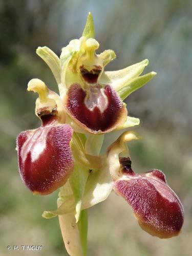 <i>Ophrys exaltata</i> Ten., 1819 © H. TINGUY