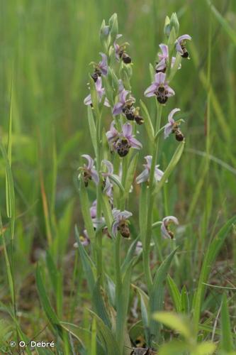 <i>Ophrys fuciflora</i> (F.W.Schmidt) Moench, 1802 © O. Debré