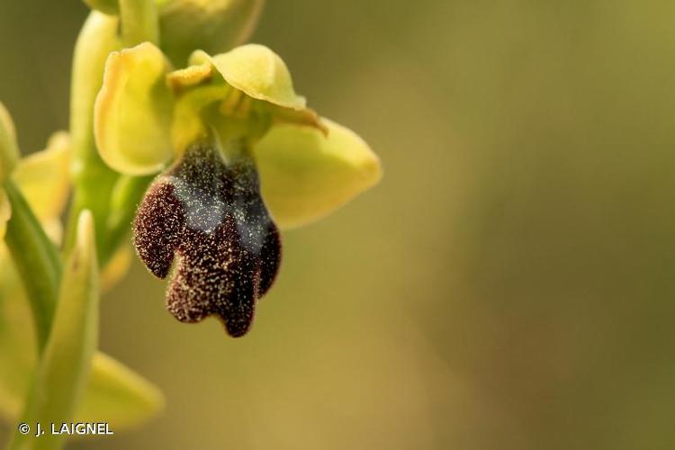 <i>Ophrys fusca</i> Link, 1800 © J. LAIGNEL