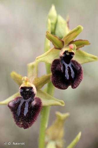 <i>Ophrys incubacea</i> Bianca, 1842 © O. Nawrot