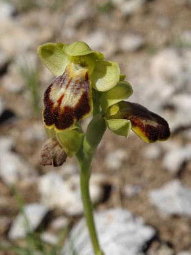 <i>Ophrys marmorata</i> G.Foelsche & W.Foelsche, 1998 © P. Rouveyrol