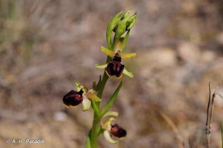 <i>Ophrys passionis</i> Sennen, 1926 © A.-H. Paradis