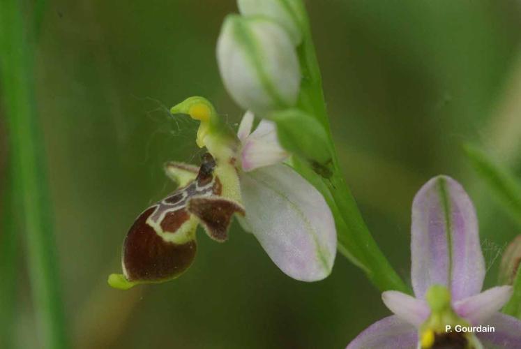 <i>Ophrys scolopax</i> Cav., 1793 © P. Gourdain