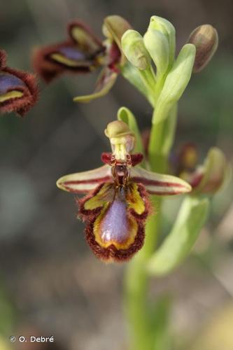 <i>Ophrys speculum</i> Link, 1799 [nom. et typ. cons.] © O. Debré