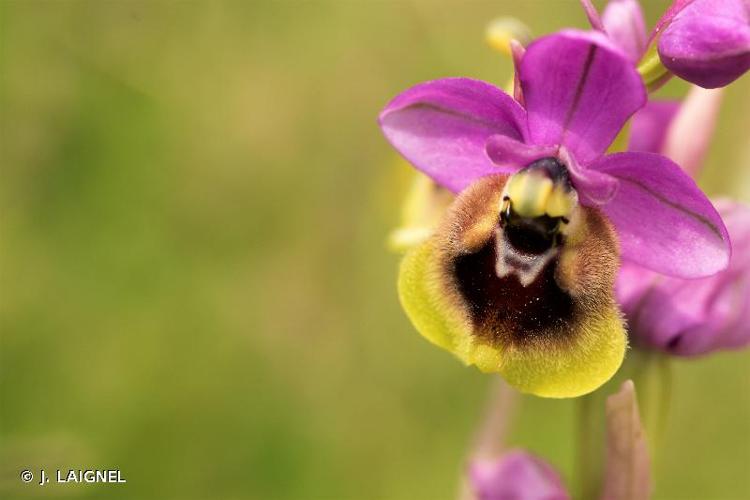 <i>Ophrys tenthredinifera</i> Willd., 1805 © J. LAIGNEL