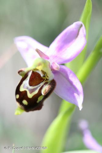 <i>Ophrys </i>x<i> albertiana</i> E.G.Camus, 1891 © R. Dupré MNHN/CBNBP