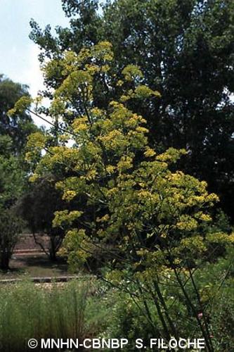 <i>Opopanax chironium</i> (L.) W.D.J.Koch, 1824 © MNHN-CBNBP S. Filoche