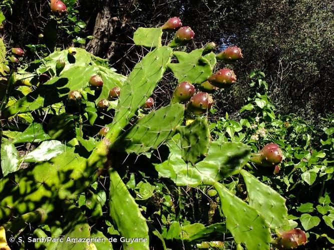 <i>Opuntia monacantha</i> (Willd.) Haw., 1819 © S. Sant/Parc Amazonien de Guyane