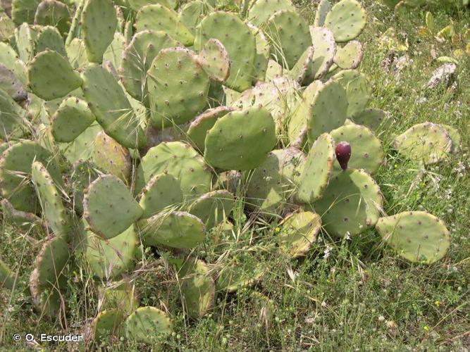 <i>Opuntia stricta</i> (Haw.) Haw., 1812 © O. Escuder