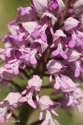 <i>Orchis militaris</i> L., 1753 © S. Filoche