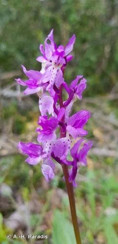 <i>Orchis olbiensis</i> Reut. ex Gren., 1859 © A.-H. Paradis