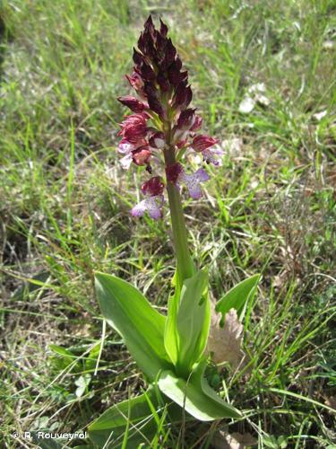 <i>Orchis purpurea</i> Huds., 1762 © P. Rouveyrol