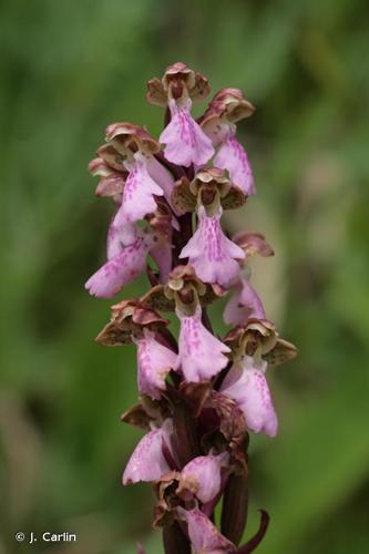 <i>Orchis spitzelii</i> Saut. ex W.D.J.Koch, 1837 © J. Carlin