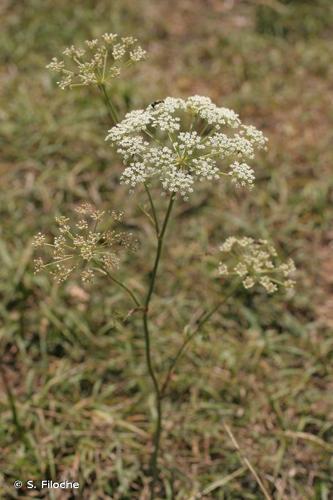 <i>Oreoselinum nigrum</i> Delarbre, 1800 © S. Filoche