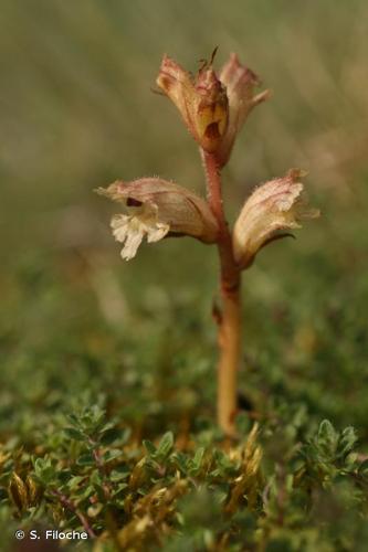 <i>Orobanche alba</i> Stephan ex Willd., 1800 © S. Filoche