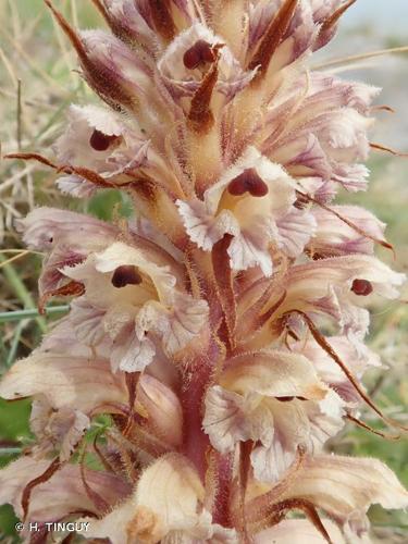 <i>Orobanche amethystea</i> Thuill., 1799 © H. TINGUY