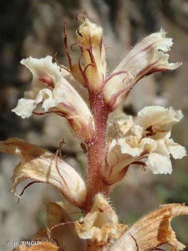 <i>Orobanche artemisii-campestris</i> Vaucher ex Gaudin, 1829 © H. TINGUY