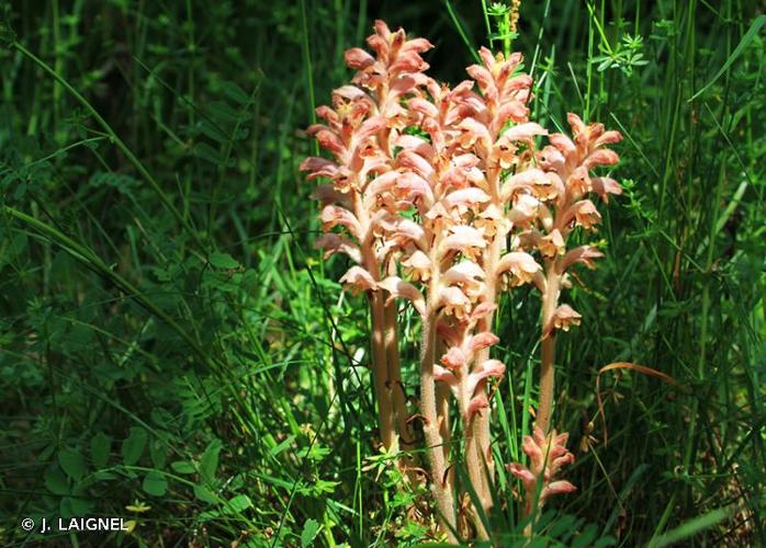 <i>Orobanche caryophyllacea</i> Sm., 1798 © J. LAIGNEL