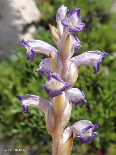 <i>Orobanche cernua</i> Loefl., 1758 © H. TINGUY