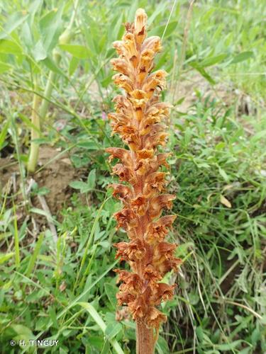 <i>Orobanche laserpitii-sileris</i> Reut. ex Jord., 1846 © H. TINGUY