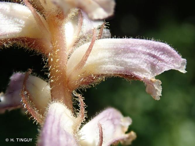 <i>Orobanche minor</i> Sm., 1797 © H. TINGUY