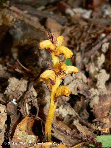 <i>Orobanche salviae</i> F.W.Schultz ex W.D.J.Koch, 1833 © S. Sant/Parc Amazonien de Guyane