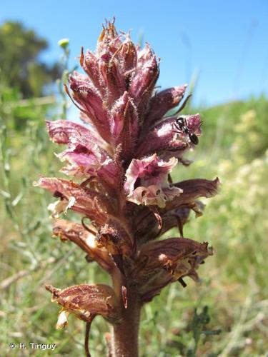 <i>Orobanche santolinae</i> Loscos & J.Pardo, 1863 © H. Tinguy