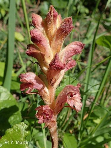 <i>Orobanche teucrii</i> Holandre, 1829 © 