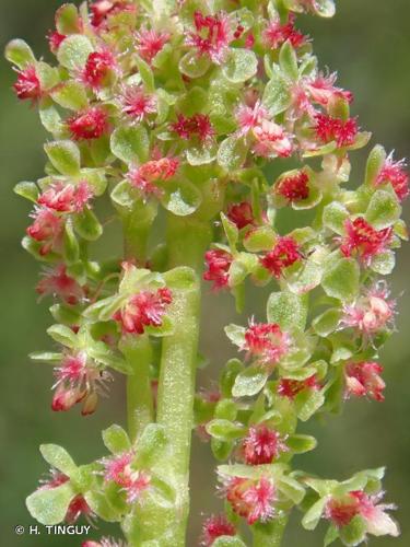 <i>Oxyria digyna</i> (L.) Hill, 1768 © H. TINGUY