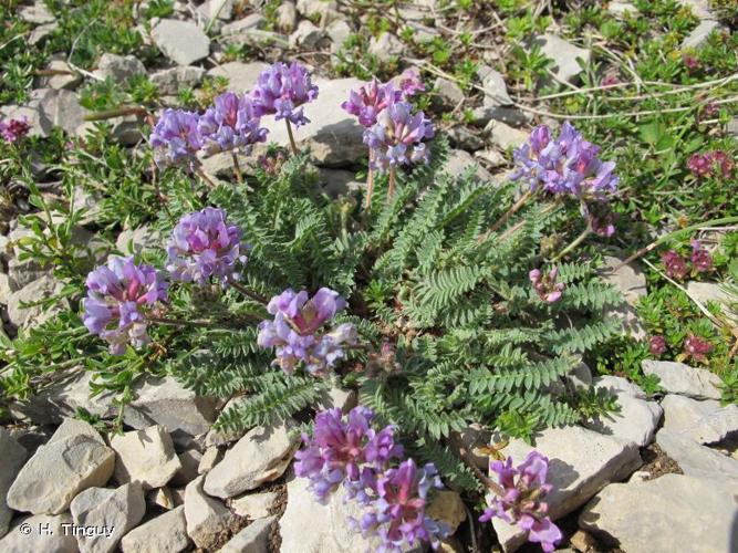 <i>Oxytropis amethystea</i> Arv.-Touv., 1871 © H. Tinguy