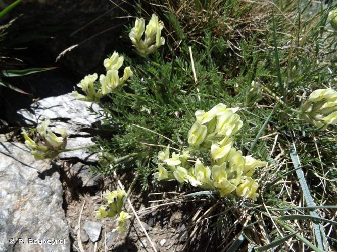 <i>Oxytropis campestris</i> (L.) DC., 1802 © P. Rouveyrol