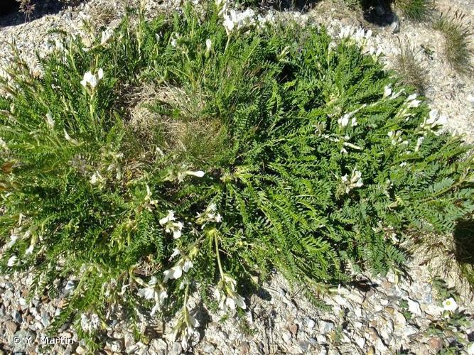 <i>Oxytropis fetida</i> (Vill.) DC., 1802 © Y. Martin