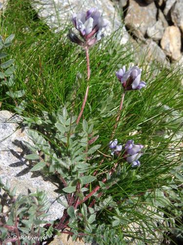 <i>Oxytropis helvetica</i> Scheele, 1843 © P. Rouveyrol