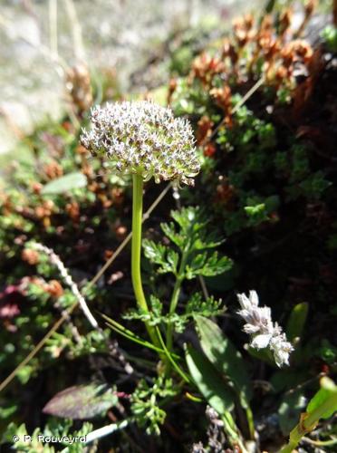 <i>Pachypleurum mutellinoides</i> (Crantz) Holub, 1983 © P. Rouveyrol