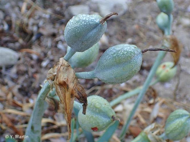 <i>Pancratium maritimum</i> L., 1753 © 