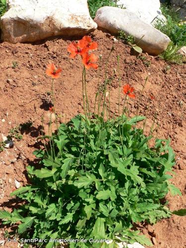 <i>Papaver pinnatifidum</i> Moris, 1837 © S. Sant/Parc Amazonien de Guyane