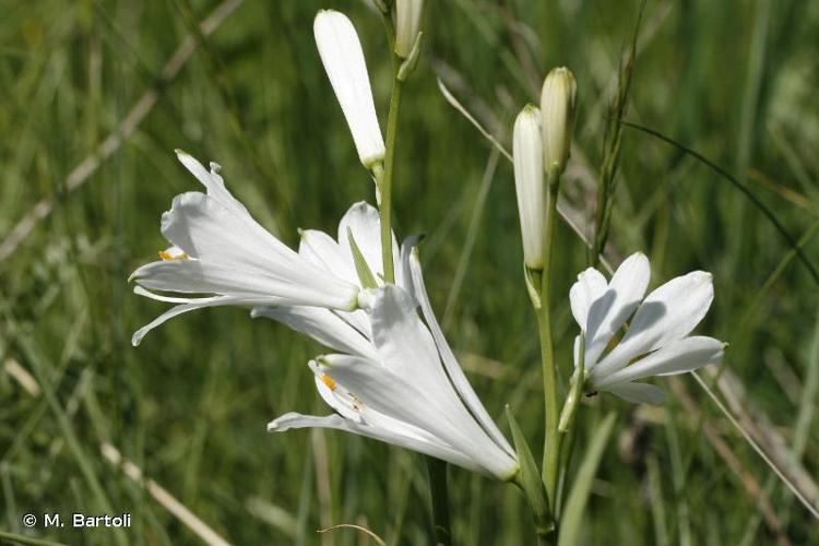 <i>Paradisea liliastrum</i> (L.) Bertol., 1840 © M. Bartoli