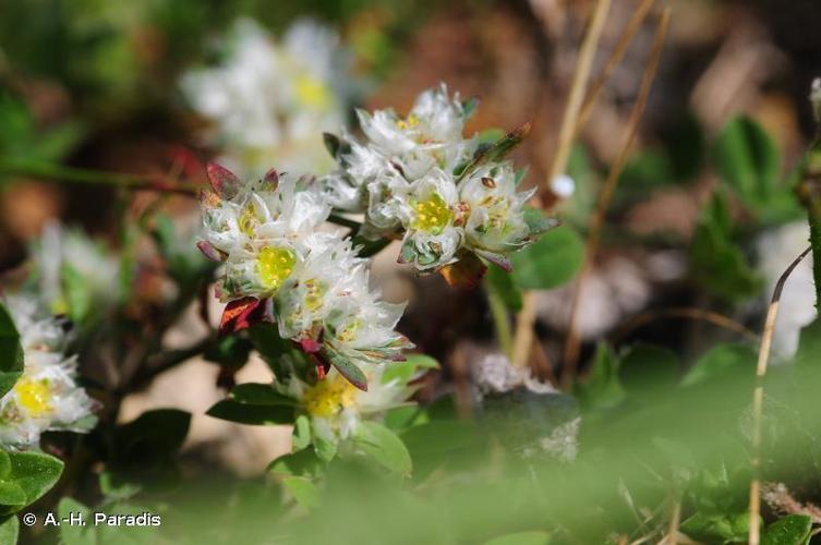 <i>Paronychia argentea</i> Lam., 1779 © A.-H. Paradis