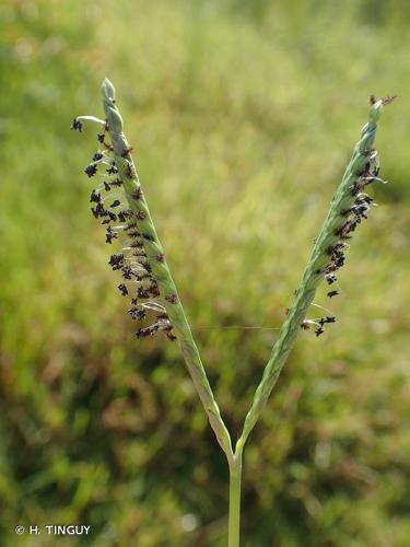 <i>Paspalum distichum</i> L., 1759 © H. TINGUY