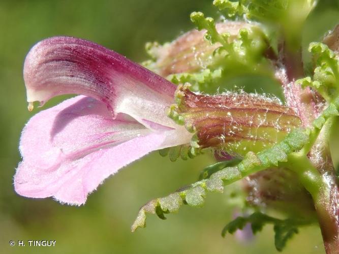 <i>Pedicularis palustris</i> L., 1753 © H. TINGUY