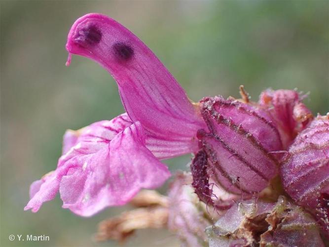 <i>Pedicularis verticillata</i> L., 1753 © 