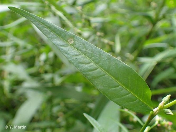 <i>Persicaria hydropiper</i> (L.) Spach, 1841 © 