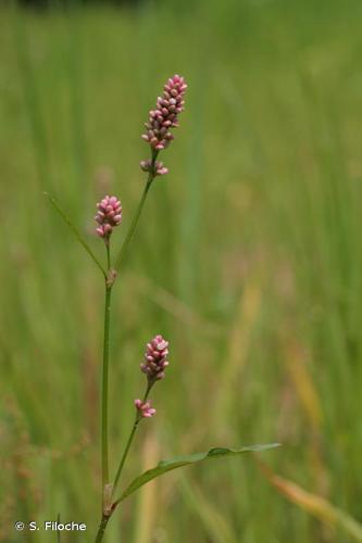 <i>Persicaria maculosa</i> Gray, 1821 [nom. cons.] © S. Filoche