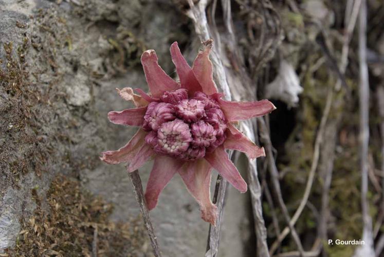 <i>Petasites paradoxus</i> (Retz.) Baumg., 1816 © P. Gourdain